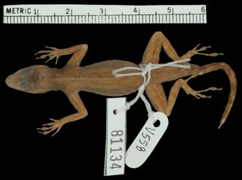 Media type: image; Herpetology R-81134